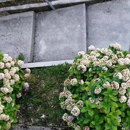Da Violena Enego